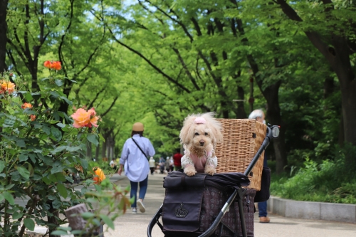 靭公園