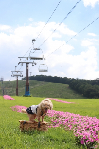 ひるがのピクニックガーデン