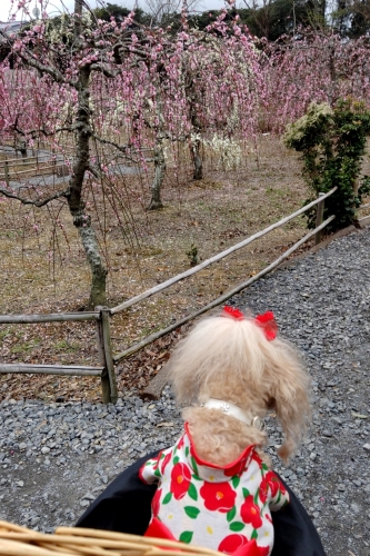 菅原神社