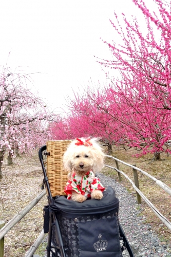 菅原神社