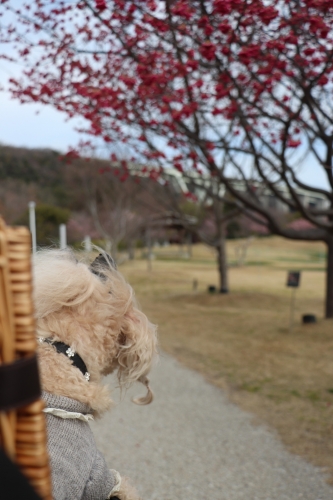 明石海峡公園