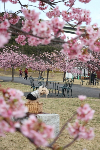 明石海峡公園