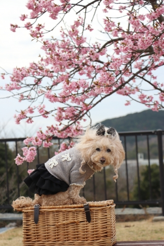 明石海峡公園