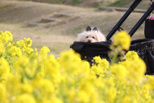 あわじ花さじき