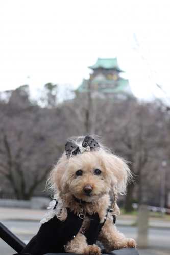 大阪城公園