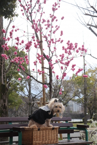 大阪城公園