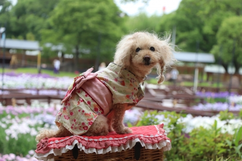 山田池公園