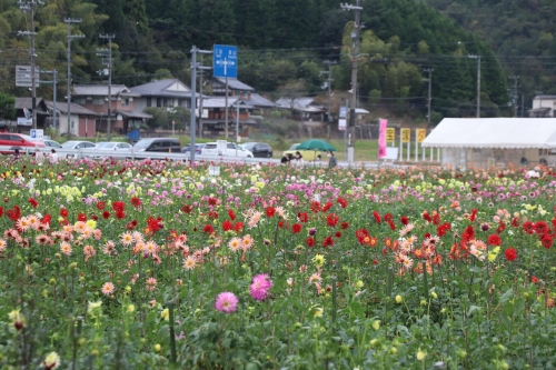 宝塚ダリア園