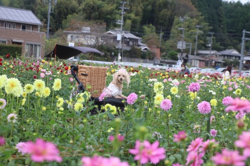 宝塚ダリア園