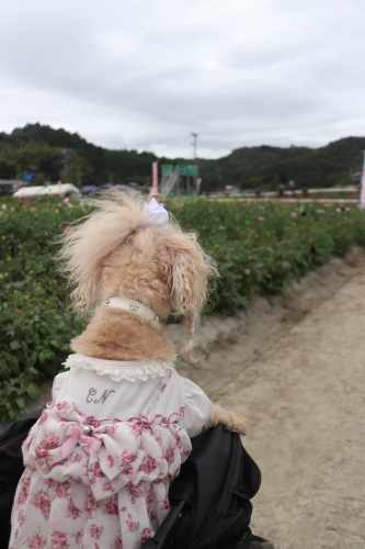 宝塚ダリア園