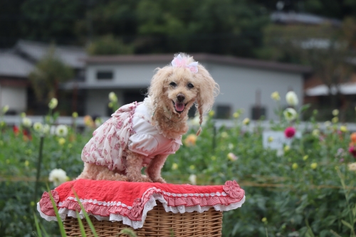 宝塚ダリア園