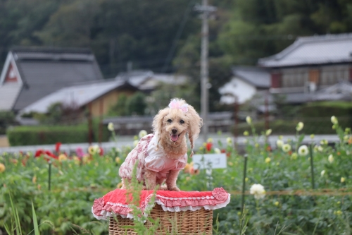 宝塚ダリア園