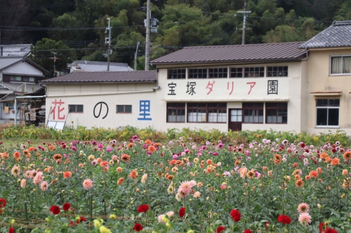 宝塚ダリア園