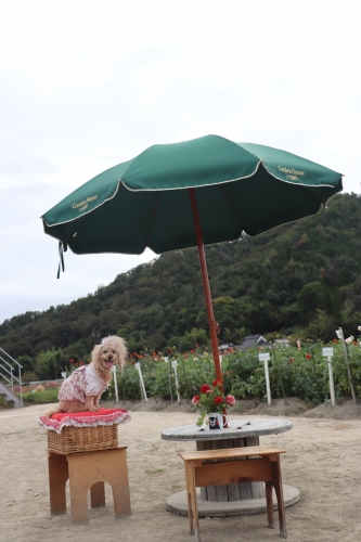 宝塚ダリア園