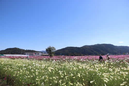 夢コスモス園