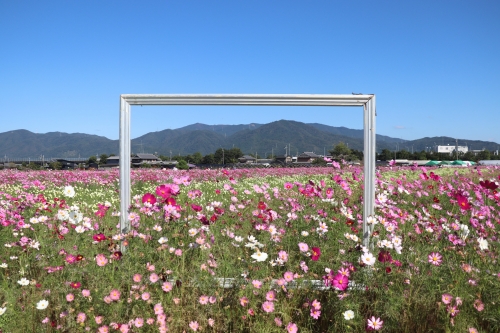 夢コスモス園