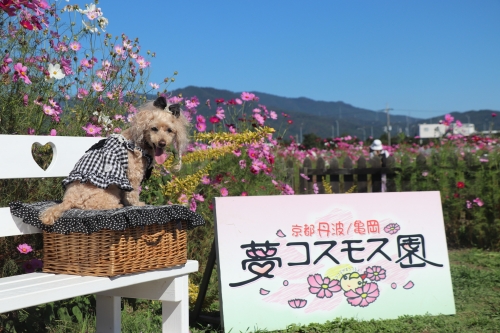 夢コスモス園