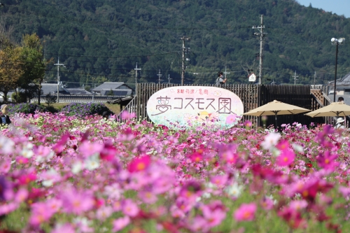 夢コスモス園