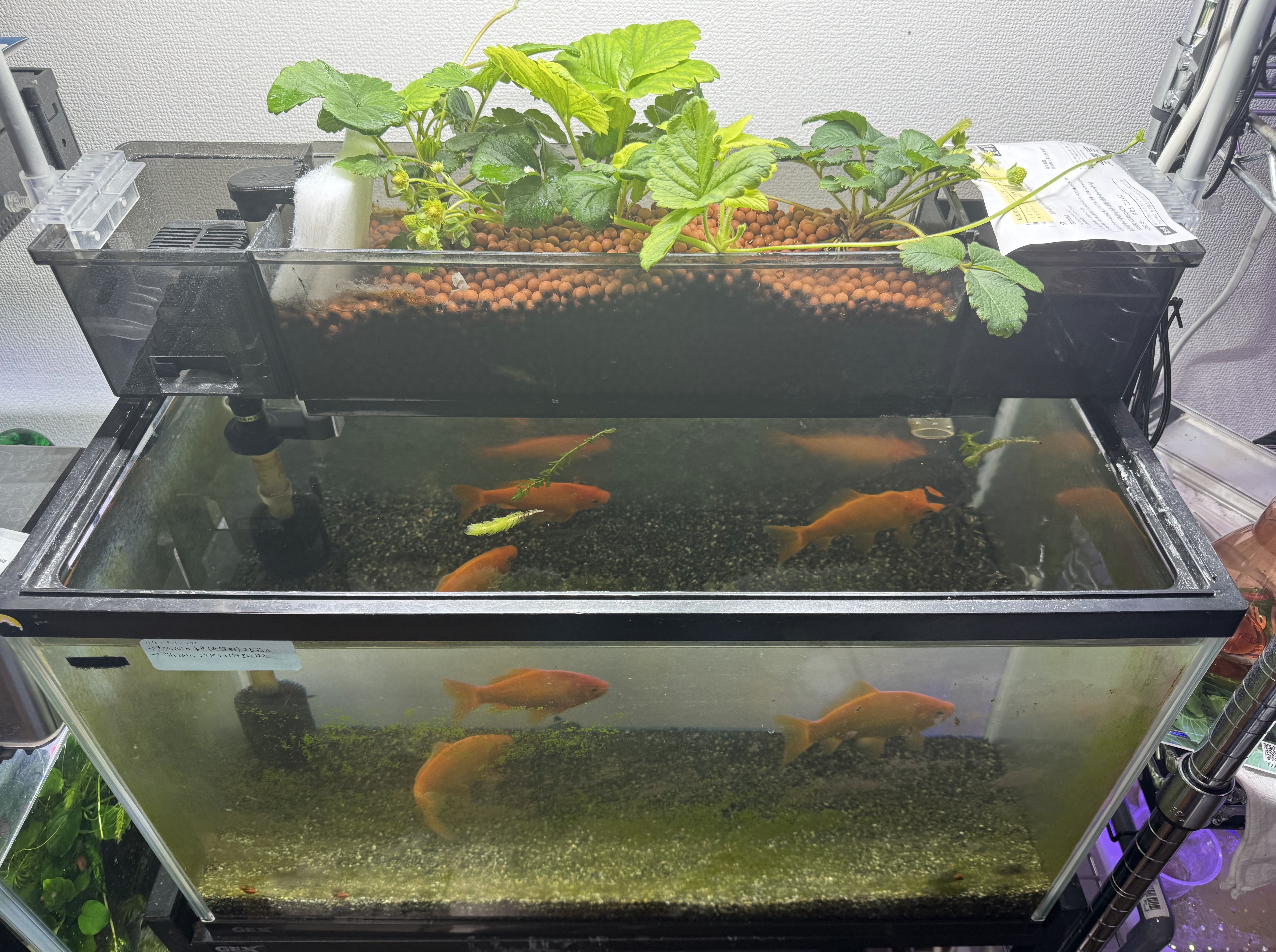 aquaponics-20241212-002.jpg