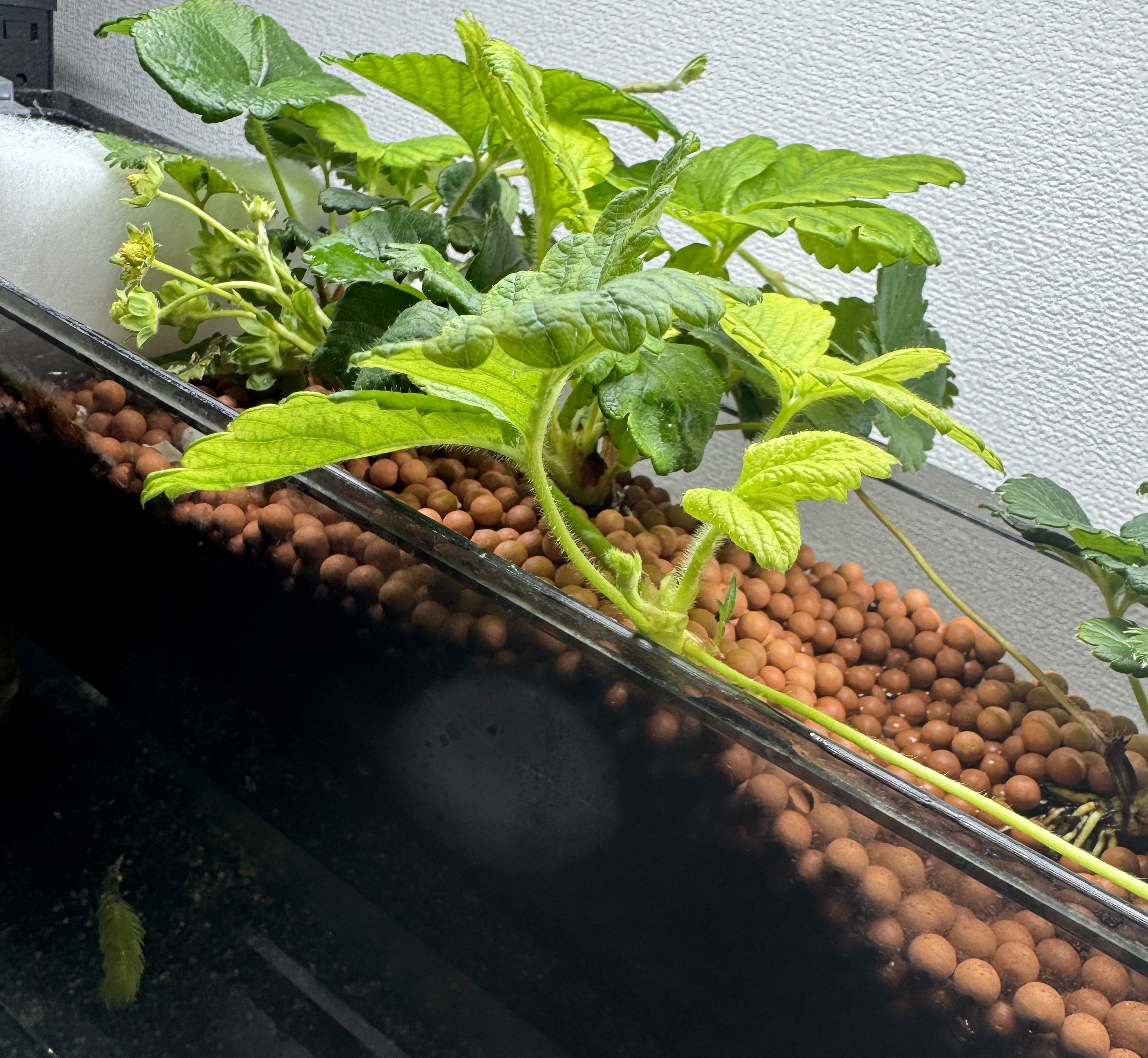 aquaponics-20241213-002.jpg