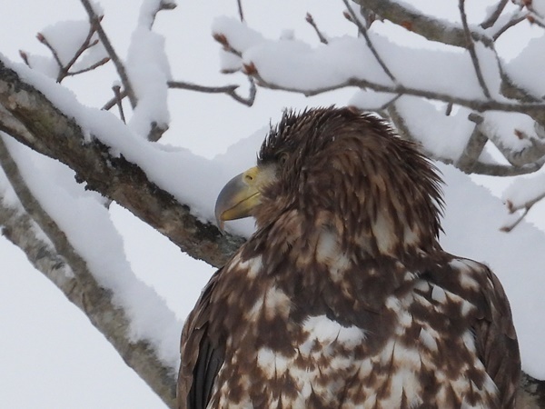 オジロワシ若鳥