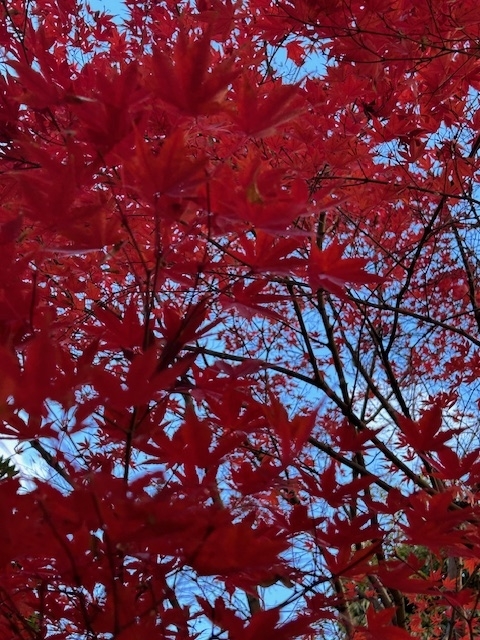 燃える紅葉