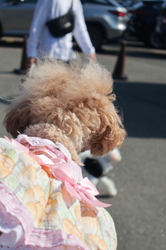 びわこ箱館山