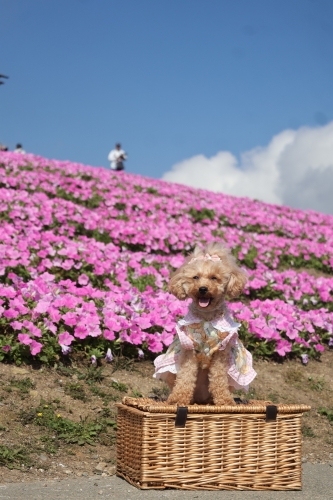 びわこ箱館山