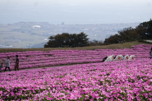 びわこ箱館山