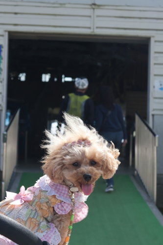 びわこ箱館山