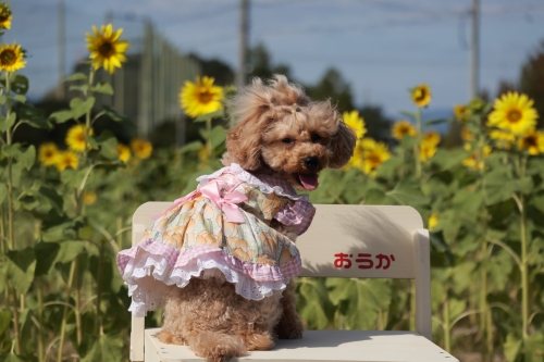 穂谷コスモスの里