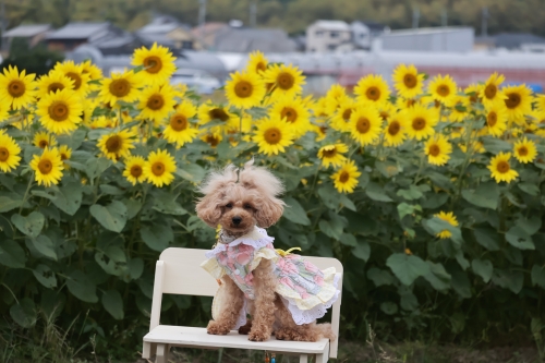 え⁉今頃ひまわり大原野