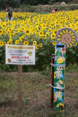 え⁉今頃ひまわり大原野