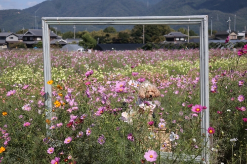 夢コスモス園