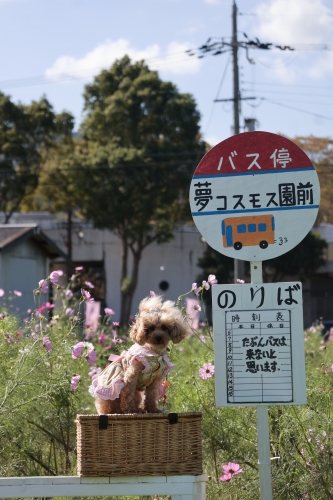 夢コスモス園