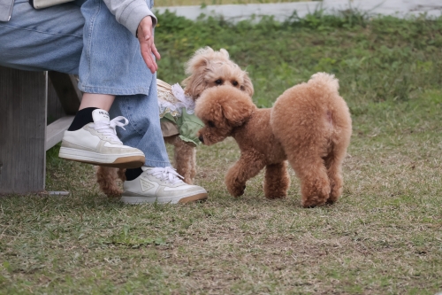 夢コスモス園