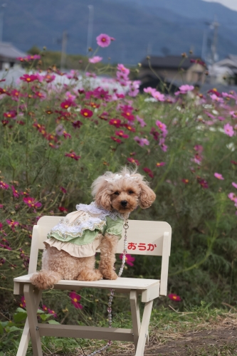 夢コスモス園