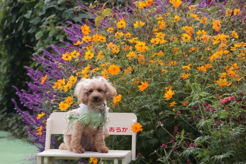 夢コスモス園