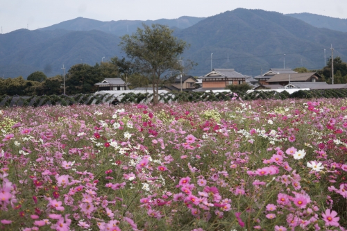 夢コスモス園