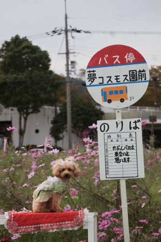 夢コスモス園