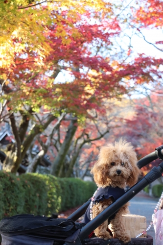 西教寺