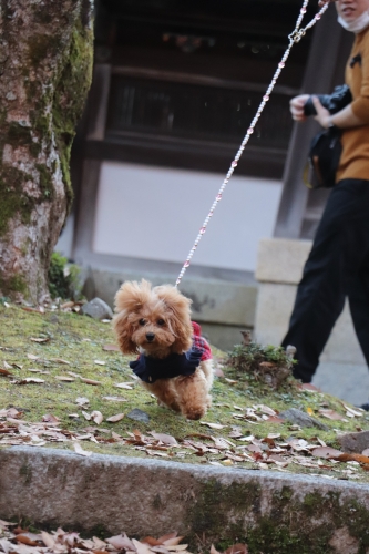 西教寺