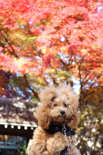 西教寺