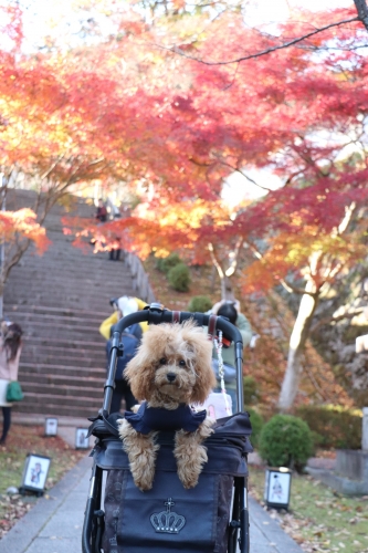 西教寺