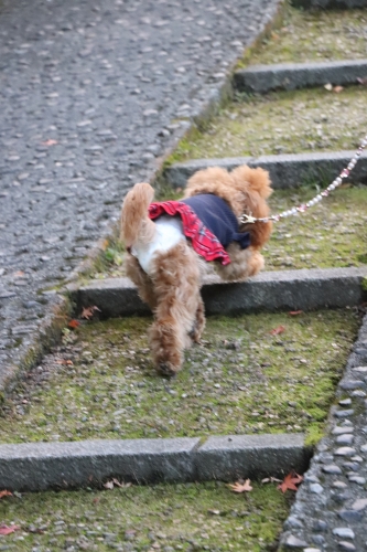 西教寺