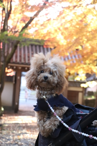 西教寺