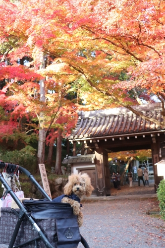 西教寺