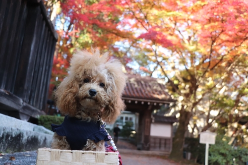 西教寺