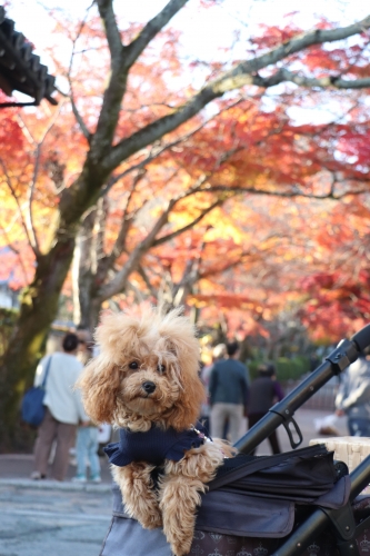 西教寺