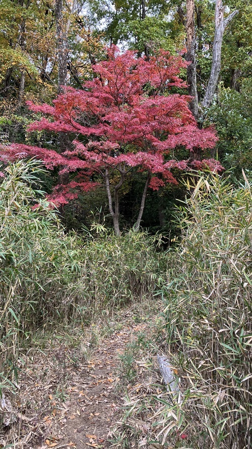 IMG_4031紅葉